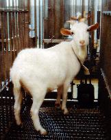 Cloned, genetically altered goat to be born in Aug.